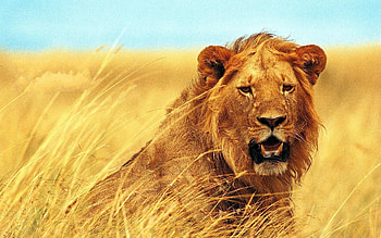 Animals, Grass, Grin, Muzzle, Lion, Wind HD wallpaper