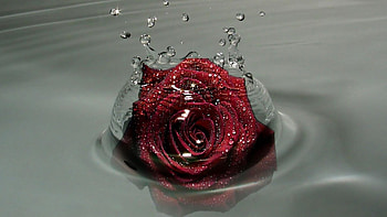 Rose, water, red, splash HD wallpaper