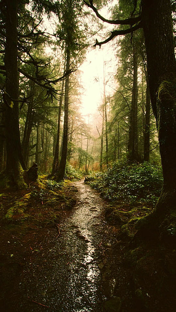 Forest , , Landscape beauty, Natural scenery HD phone wallpaper