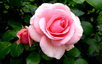 Rose, pink, flower, Latvia, macro HD wallpaper