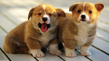 Pembroke Welsh Corgi HD wallpaper