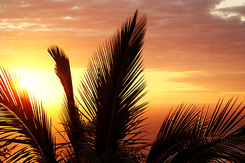 Nature, Sunset, Sky, Palm, Branches, Branch HD wallpaper