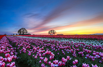 Trees, Nature, Flowers, Sunset, Sky, Tulips, Clouds, Multicolored, Field, Evening HD wallpaper