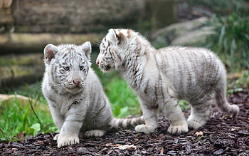 tiger , Vibrant ry, Exotic majesty, allure HD wallpaper