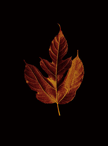 Macro, Brown, Leaflet HD phone wallpaper