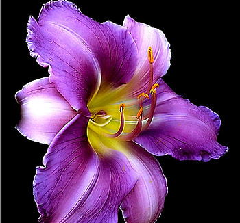 ALONE 2, purple, nature, flowers, alone HD wallpaper