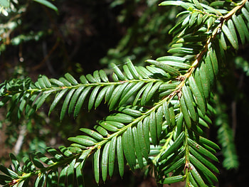 Green leaf plant, Close-up , Day time HD wallpaper