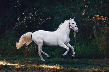 A majestic white horse gallops gracefully through a lush green landscape. HD wallpaper
