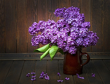 PRETTY LILACS, PRETTY, LILACS, FLOWERS, PURPLE HD wallpaper