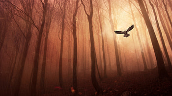 Owl Forest, owl, forest, birds HD wallpaper