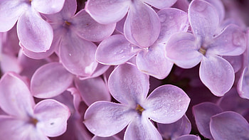 Flowers, Lilac, Macro, Shallow, Small HD wallpaper