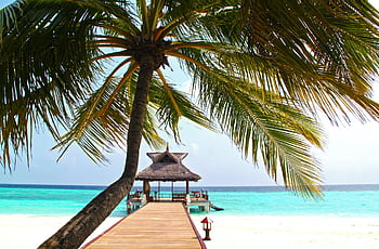 Scenic tropical island pier with palm trees and turquoise sea under clear blue skies. HD wallpaper