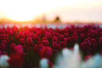 Tulips Flowers Field, tulips, flowers, field HD wallpaper