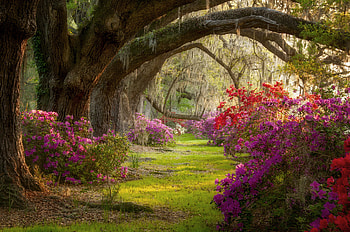 South Carolina, Spring beauty, Nature graphy, Park flowers HD wallpaper