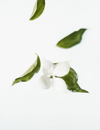 Minimalist shot of white flower and green leaves floating against a clean white background. HD phone wallpaper