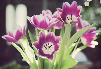 Flowers, Tulips, Greens, Disbanded, Loose, Stamens HD wallpaper