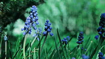 Grass, Plant, Macro, Petals HD wallpaper