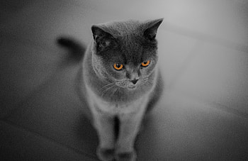 Curious, British Shorthair, cat, orange eyes HD wallpaper
