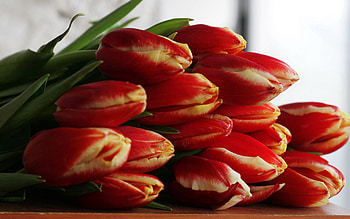 Flowers, Tulips, Bouquet, Table, Buds HD wallpaper