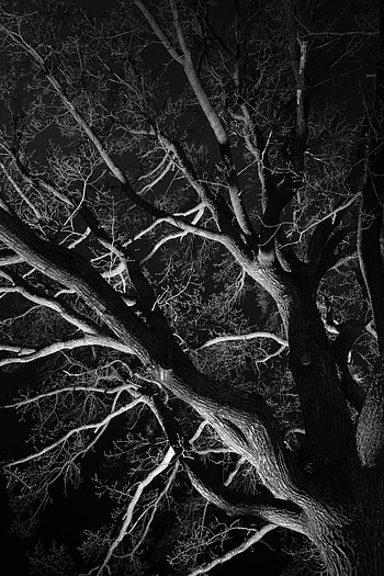 Nature, Trees, Night, Branches, Bw, Chb HD phone wallpaper