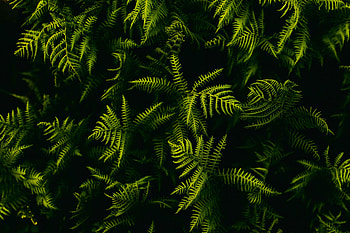 Nature, Leaves, Plant, Fern, Branches HD wallpaper