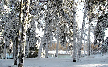 Winter, Nature, Trees, Snow HD wallpaper