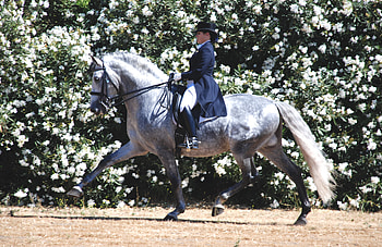 Powerful Warhorse, spanish, andalusian, horses, dappled grey, grey, dressage HD wallpaper