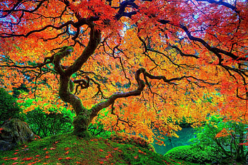 Japanese maple, Trees HD wallpaper