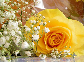 lovely yellow, delecate, plants, soft, nice, rose, pretty, blossoms, bud, yellow, nature, flowers, blooms, lovely HD wallpaper