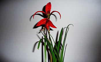 Flowers, Leaves, Flower, Wall HD wallpaper