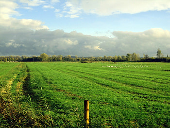 Countryside, blue, white, birds, rain, path, grass, tree, field, green, fields, clouds, trees, nature, sky HD wallpaper