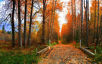 Autumn border, walk, nice, fence, autumn, road, path, fall, beautiful, grass, border, park, falling, leaves, nature, lovely, calmness, foliage HD wallpaper