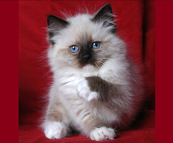 Ragdoll kitty for kitty 1234, cats, cute, kitty, animals HD wallpaper