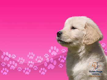 Guide Dog Puppy, animals, pink paw prints, dogs, guide dogs, puppies HD wallpaper