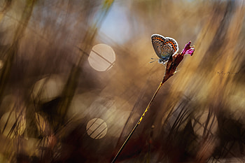 Grass, Background, Macro, Glare, Blur, Smooth, Butterfly HD wallpaper