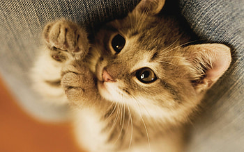 Charming baby kittens, Precious innocence, Sweet kitten charms, Joyful moments HD wallpaper