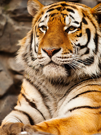 Tiger , Exquisite detailing, Close-up shots, Stunning visuals HD phone wallpaper