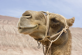 Release Apache camel, Software updates HD wallpaper
