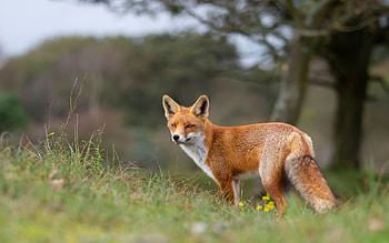 Fox, animal, nature, graphy HD wallpaper