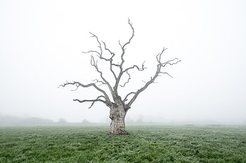 Mysterious oak tree , Poignant graphy, Eerie beauty, Nature's enigma HD wallpaper