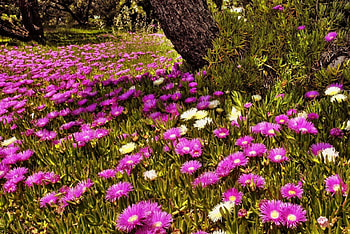 Forest wildflowers, beautiful, grass, spring, tree, park, wildflowers, freshness, flowers, forest HD wallpaper