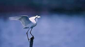 Animals, Bird, Sit, Wings HD wallpaper
