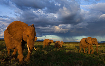 Animals, Grass, Elephants, Stroll, Herd HD wallpaper