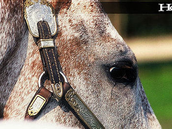 Horse, equinos, cavalos HD wallpaper