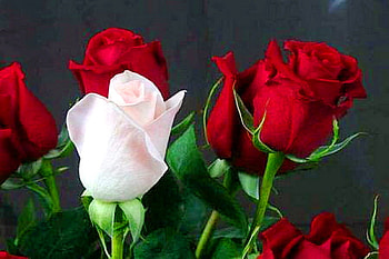 One, pink, roses, black background, green, red, single HD wallpaper