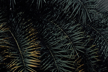 Nature, Leaves, Plant, Branch, Tropical HD wallpaper