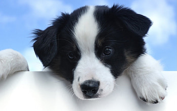 Dog, sweet, pay, dogs, puppies, cute, beautiful, beauty, playful, playful dog, puppy, dog face, pretty, animals, face, bubbles, lovely HD wallpaper