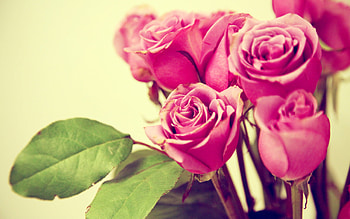 Plants, Flowers, Roses HD wallpaper