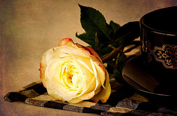 Flowers, Flower, Rose Flower, Rose, To Lie Down, Lie, Napkin, Tea Pair HD wallpaper