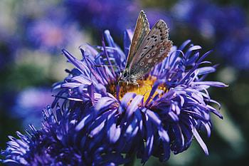 Flower, Macro, Close-Up, Butterfly HD wallpaper